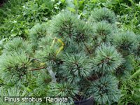 Pinus strobus Radiata