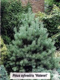 Pinus sylvestris Watereri