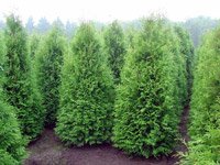 Thuja occidentalis Brabant