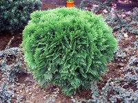 Thuja occidentalis Danica