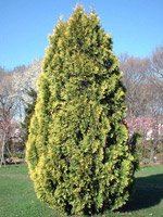 Thuja occidentalis Europe Gold