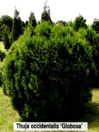 Thuja occidentalis Globosa