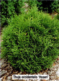 Thuja occidentalis Hoseri