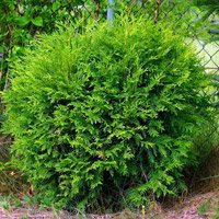 Thuja occidentalis Little Champion