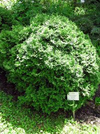 Thuja occidentalis Little Gem