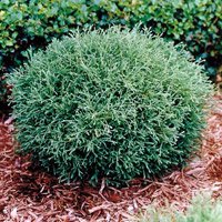 Thuja occidentalis Mr Bowling Ball