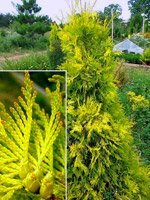 Thuja occidentalis Sunkist