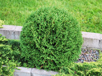 Thuja occidentalis Tiny Tim