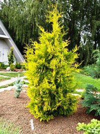 Thuja occidentalis Yellow Ribbon