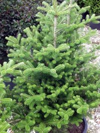 Abies koreana Select