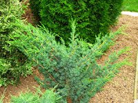 Juniperus chinensis Blaauw