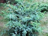 Juniperus chinensis Blue Alps