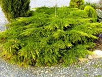 Juniperus chinensis Kuriwao Gold