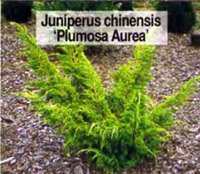 Juniperus chinensis Plumosa Aurea