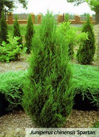 Juniperus chinensis Spartan