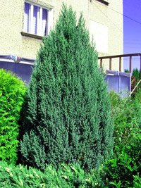 Juniperus chinensis Stricta