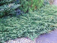 Juniperus communis Green Carpet