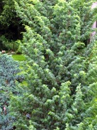 Juniperus communis Meyer