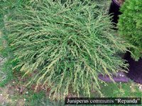 Juniperus communis Repanda