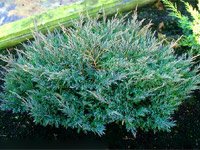 Juniperus horizontalis Andorra Compact