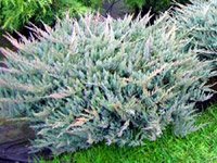 Juniperus horizontalis Blue Chip