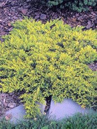 Juniperus horizontalis Golden Carpet