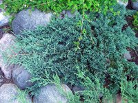 Juniperus horizontalis Icee Blue