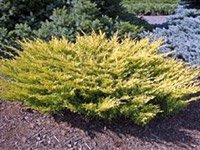 Juniperus Horizontalis Lime Glow