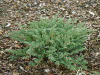 Juniperus horizontalis Prince of Wales