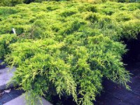 Juniperus media Gold Star