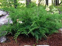 Juniperus Media Mint Julep