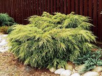 Juniperus Media Old Gold