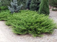 Juniperus sabina Arcadia