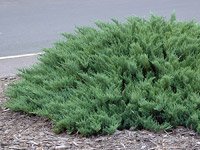 Juniperus Sabina Tamariscifolia