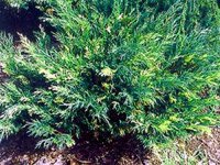 Juniperus sabina Variegata