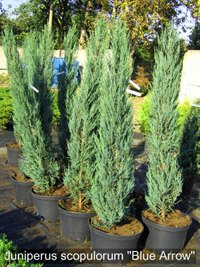 Juniperus scopulorum Blue Arrow