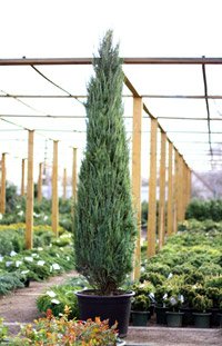 Juniperus scopulorum Skyrocket