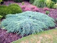 Juniperus squamata Blue Carpet