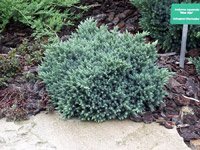 Juniperus squamata Blue Star