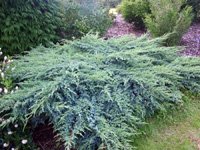 Juniperus squamata Blue Swede