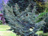 Juniperus squamata Meyeri