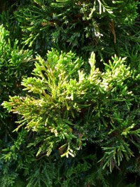 Juniperus virginiana Canaertii