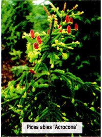 Picea abies Acrocona