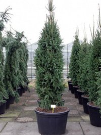 Picea abies Columnaris