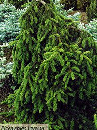 Picea abies Inversa