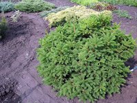 Picea abies Pumila