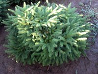 Picea abies Pumila Glauca