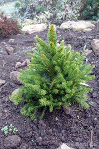 Picea abies Wills Zwerg