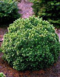 Picea glauca Alberta Globe