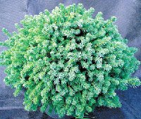 Picea glauca Echiniformis